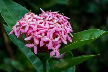 pink Ixora flowers bloom