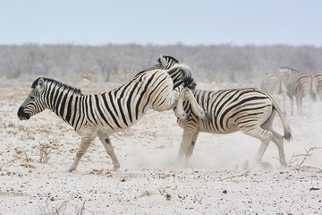 Fototapeta na wymiar kämpfende Zebras (Equus quagga) im Etosha Nationalpark