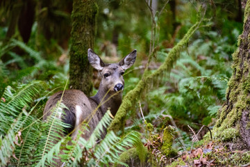 Crescent Lake, Olympic National Park