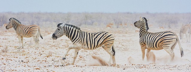 Steppenzebras (Equus quagga) im Etosha Nationalpark