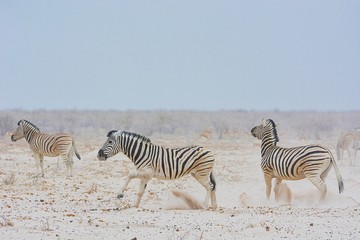 Obraz na płótnie Canvas Steppenzebras (Equus quagga) im Etosha Nationalpark
