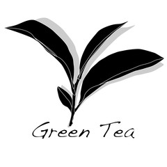 Green tea leaf vector