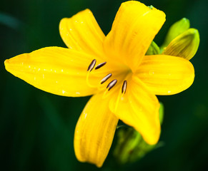 Closeup of the blooming yellow lily flower