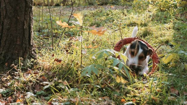 Jack Russell play with orange puller toy in teeth in autumn park.