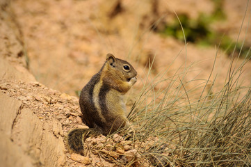 Naklejka na ściany i meble Golden-mantled ground Squirrel in Bryce Canyon National Park