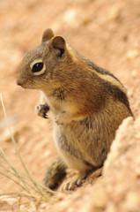 Golden-mantled ground Squirrel in Bryce Canyon National Park