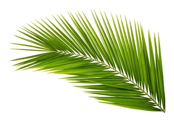 Naadloos Behang Airtex Palmboom Palm