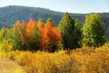 Fototapeta premium Colorful Fall Foliage