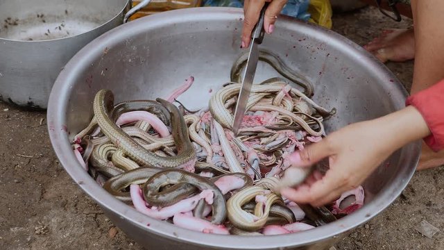 Woman removing nerves from snakes and keeping it in a steel basin ( close up )