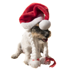 Weihnachts - Schlumpf - Jack Russell Hund 