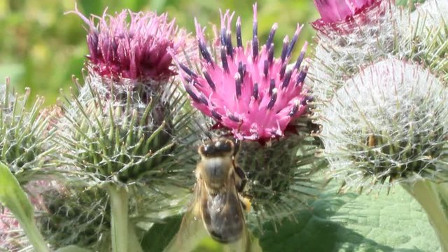 Pink flowers, fruits of burdock, agrimony in summer
