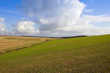 Fototapeta premium rolling agricultural landscape