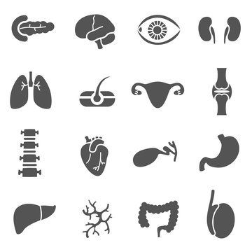 anatomical organs, icons set. human organs, simple symbols collection. isolated vector monochrome illustration.