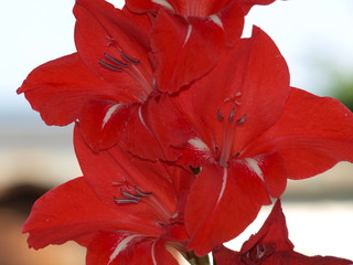 Rote Gladiole