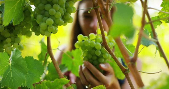  girl in September to harvest vineyards , macro collects the selected grape bunches in Italy for the great harvest. biological concept id , organic food and fine wine handmade