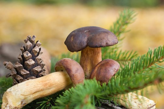 wild mushrooms and spruce cone lying on a old trunk and branch needles . Fallen autumn leaves as background. Autumn color tones.