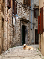 The dog in the middle of the old cosy street in šibenik, zadar, dubrovnik - Croatia