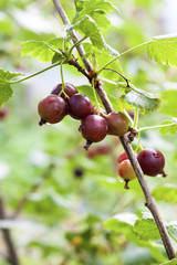 Ripening Jostaberry on a  branch