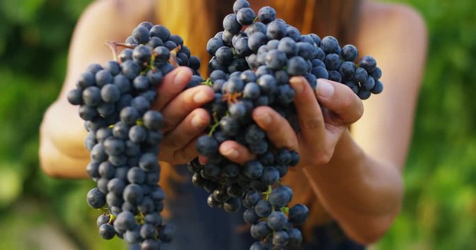  girl in September to harvest vineyards , collects the selected grape bunches in Italy for the great harvest. biological concept id , organic food and fine wine handmade