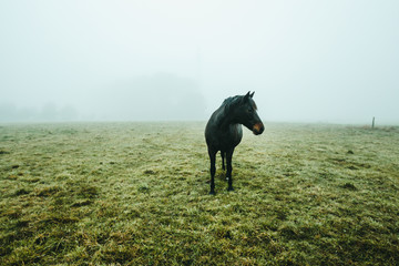 Ein Pferd auf einem Feld