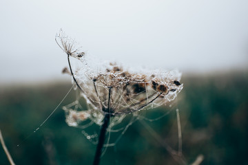 
Pflanzen auf einem Feld beim Nebel