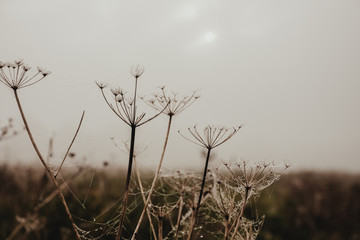 
Pflanzen auf einem Feld beim Nebel