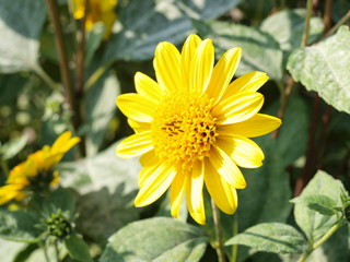 Blume Gelb