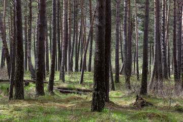 Trees in a dense pine forest. North Ossetia. North Caucasus. Russia.