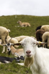 Obraz na płótnie Canvas Flock of goats and sheep in Alps mountains, Livigno, Italy