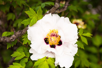 White peony flower