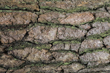 Texture of wood in the forest use as natural background.