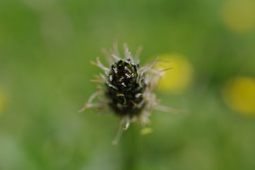 Wild flower close up Uk