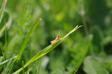 Grasshopper/cricket