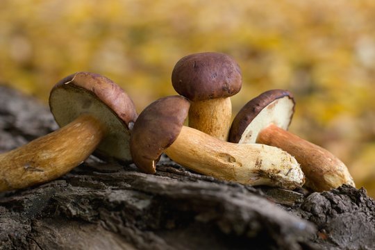 wild mushrooms lying on a old trunk. Fallen autumn leaves as background. Autumn color tones.