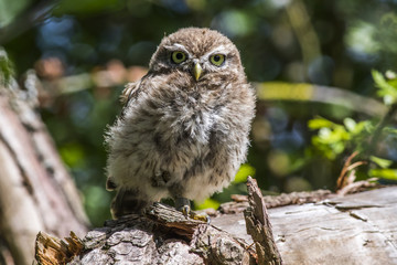 Steinkauz (Athene noctua)