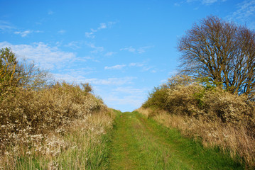 Green footpath upwards a hill
