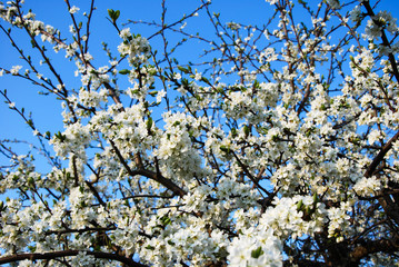 Blossom plum tree