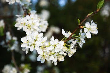 Beautiful plum tree flowers