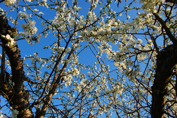 Plum tree with blossom flowers