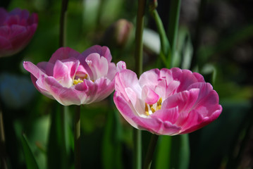 Fototapeta premium Pink tulips closeup