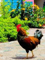 Caribbean Rooster