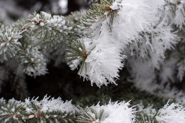 Pine branches covered with hoarfrost. Small deep of field