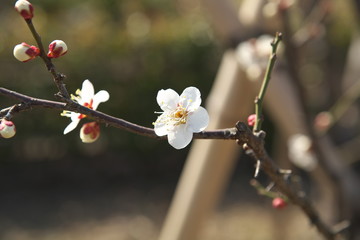 梅の花