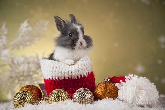 Funny rabbit in Santa hat with Christmas box 