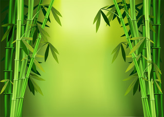 Fototapeta na wymiar stalks bamboo
