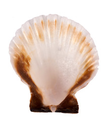 Shell isolated