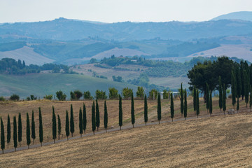 Fototapeta na wymiar Typical green landscape in Tuscany, on the hills of Val d'Orcia