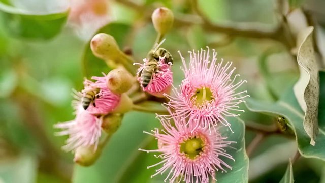 Colony of wild bees rummaging their heads inside pink marri blossoms for nectar, slow motion