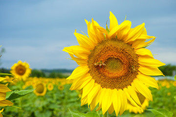 Fototapeta premium Sunflowers on the field