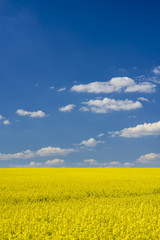 Field of yellow rapeseed (Brassica napus) against blue sky with clouds